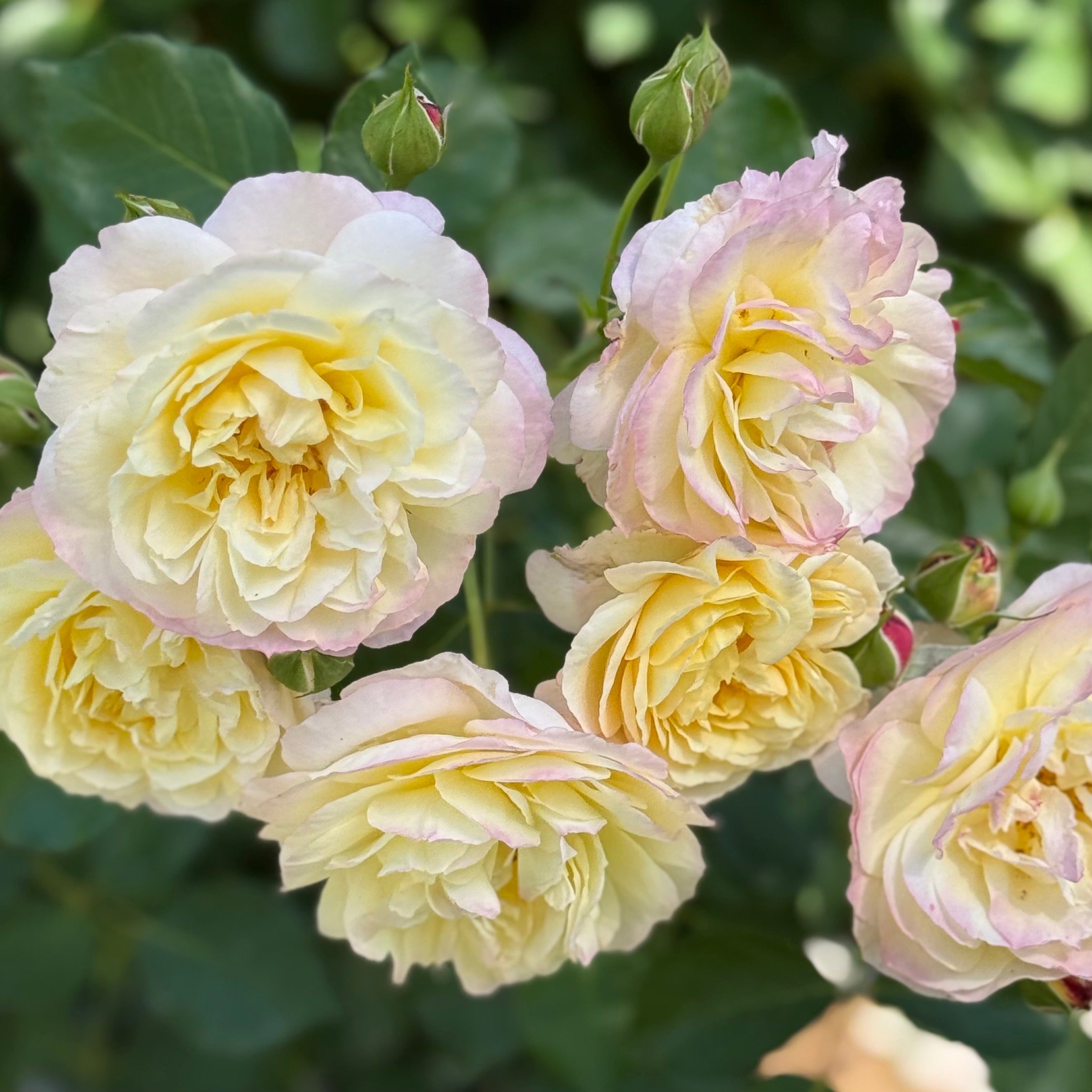 Life of the Party™ Potted Rose Bush