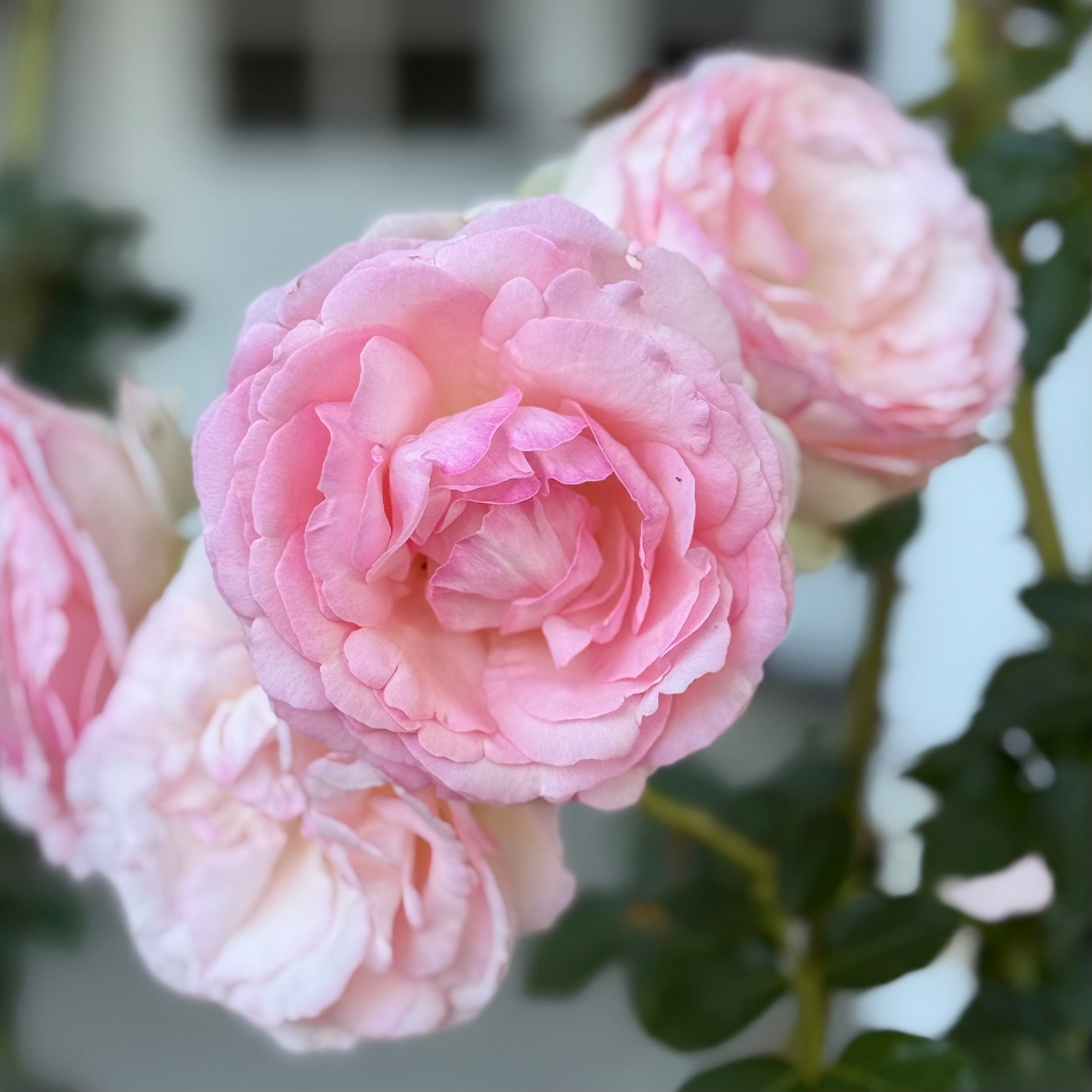Eden Climber® Potted Climbing Rose