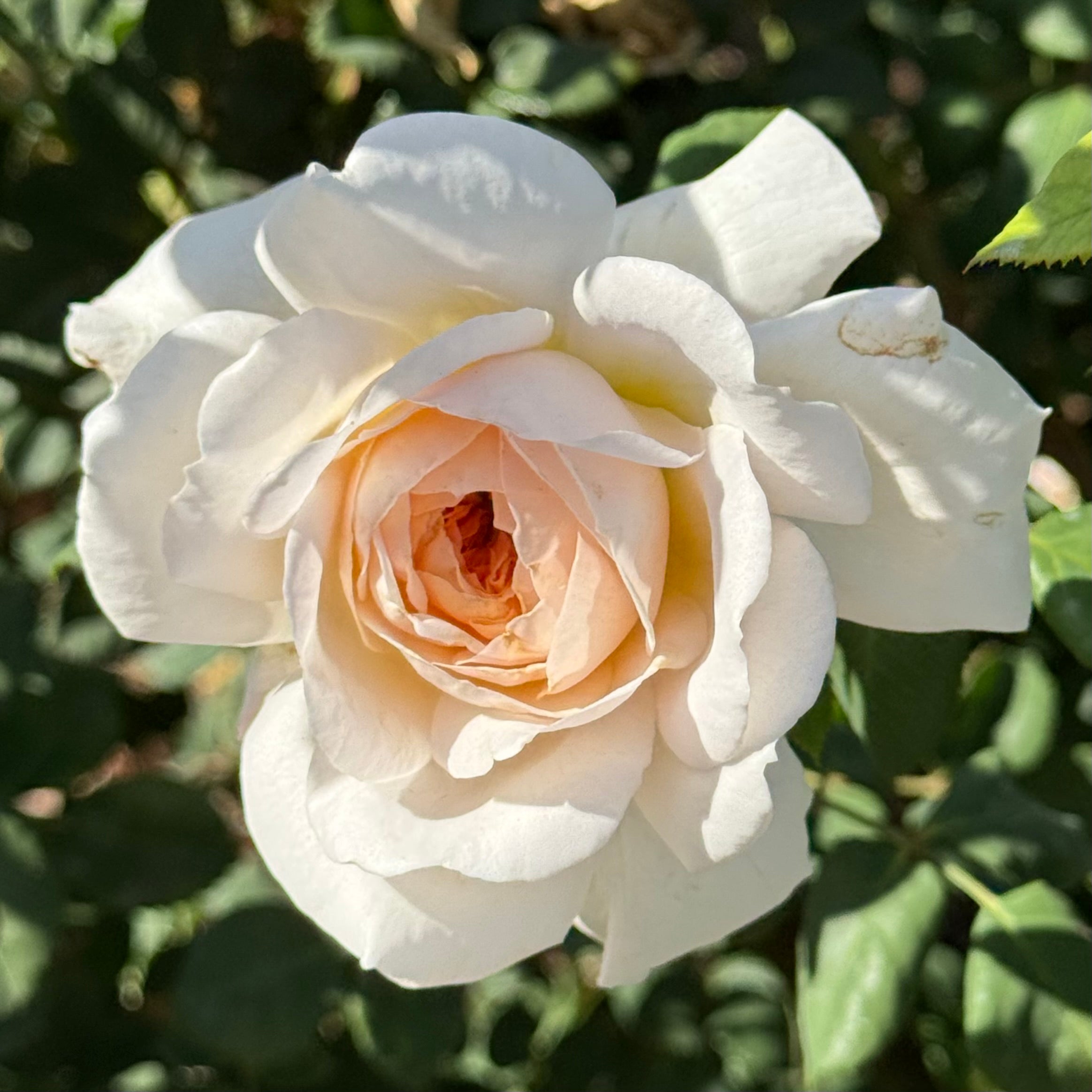 David Austin ® Crocus Rose Potted Rose Bush