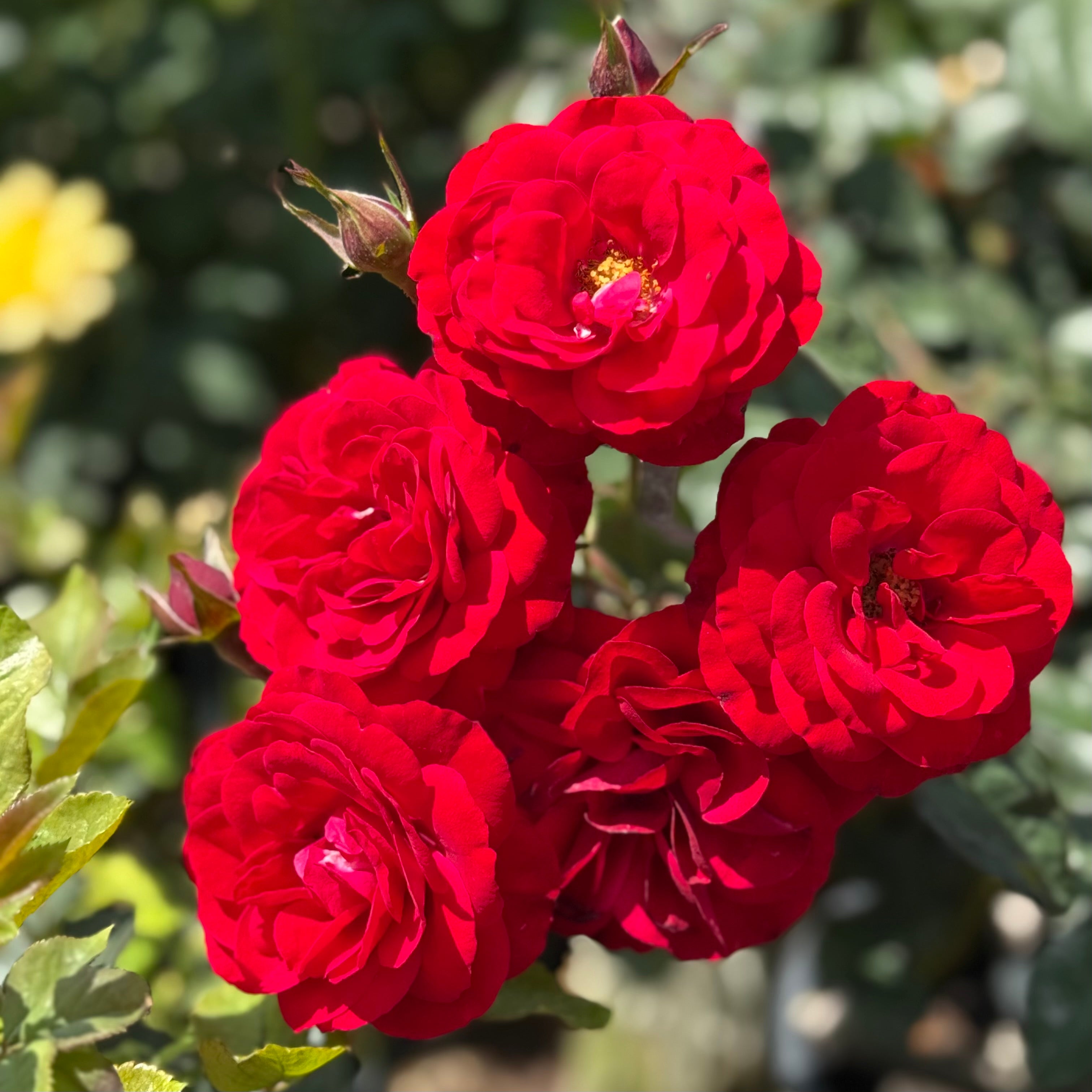 Europeana Potted Rose Bush