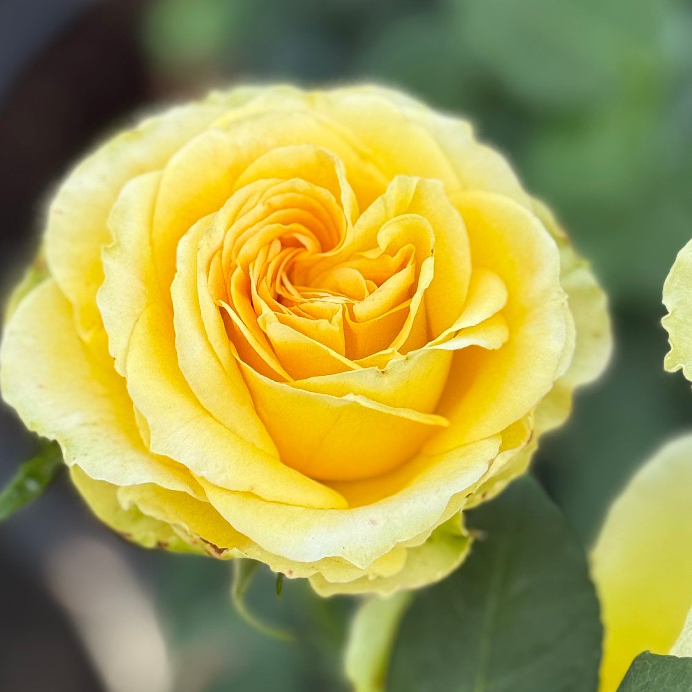 St Patrick™ Potted Rose Bush