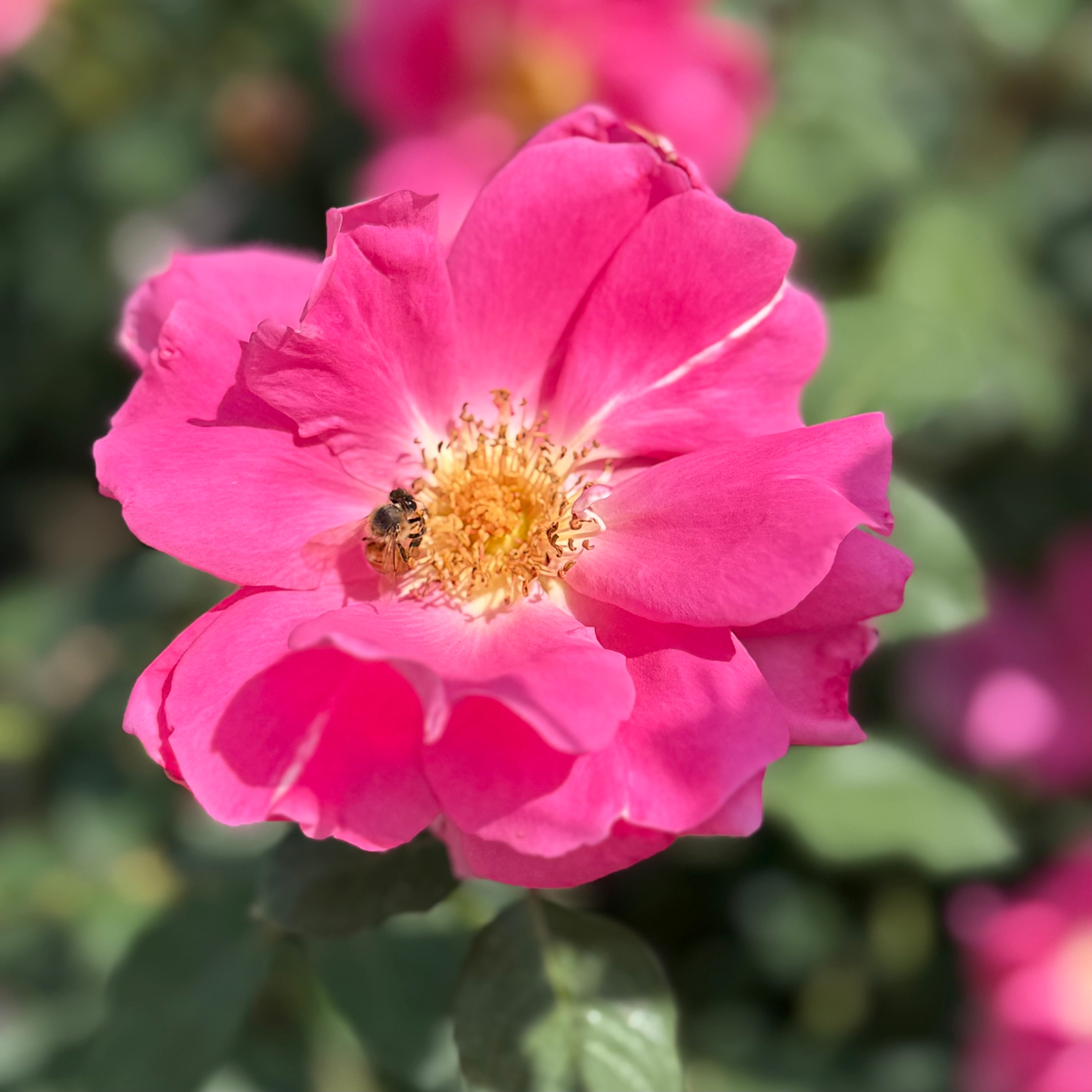 Carefree Wonder™ Potted Rose Bush