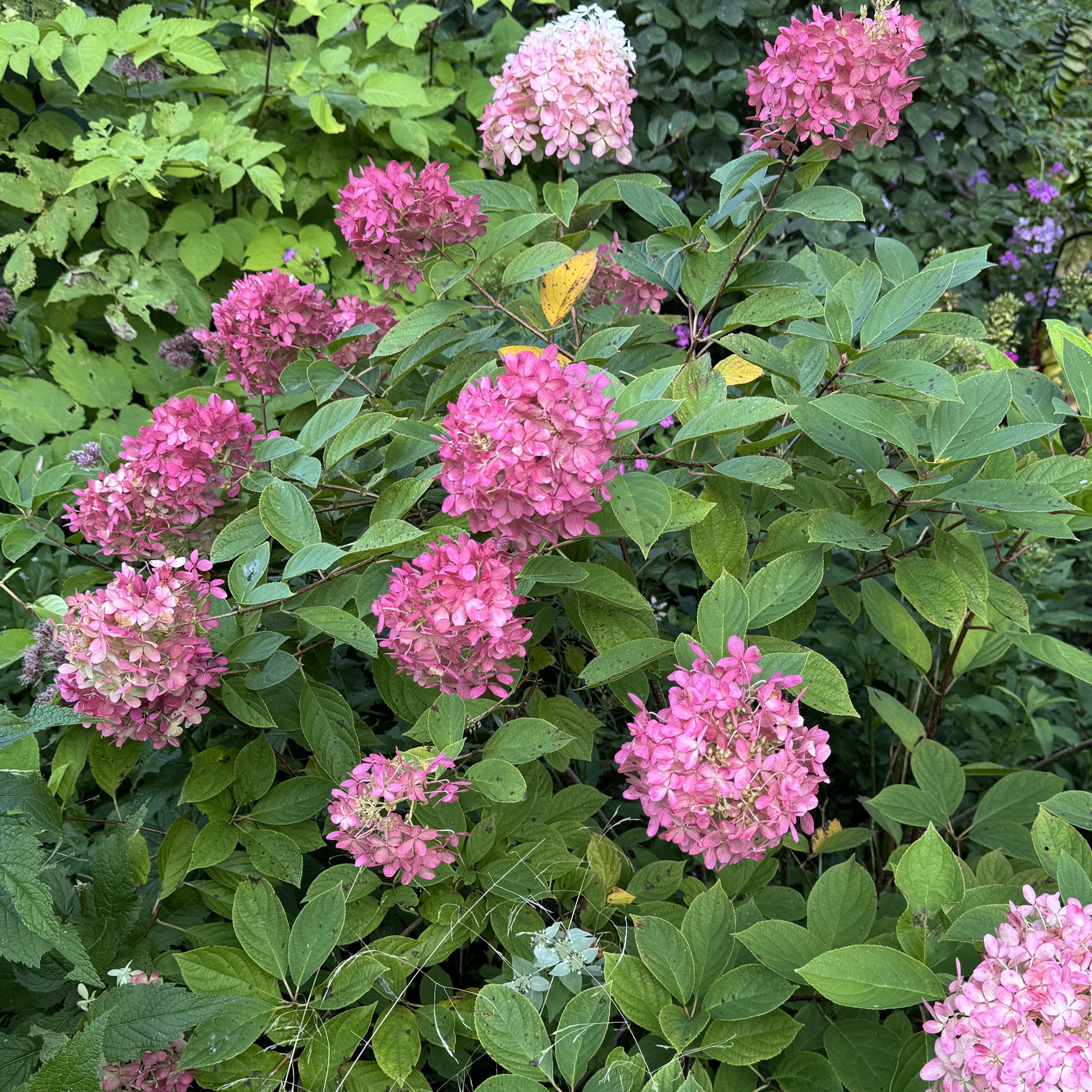 Hydrangea Magical® Ruby Snow Potted Panicle/Hardy Hydrangea Bush