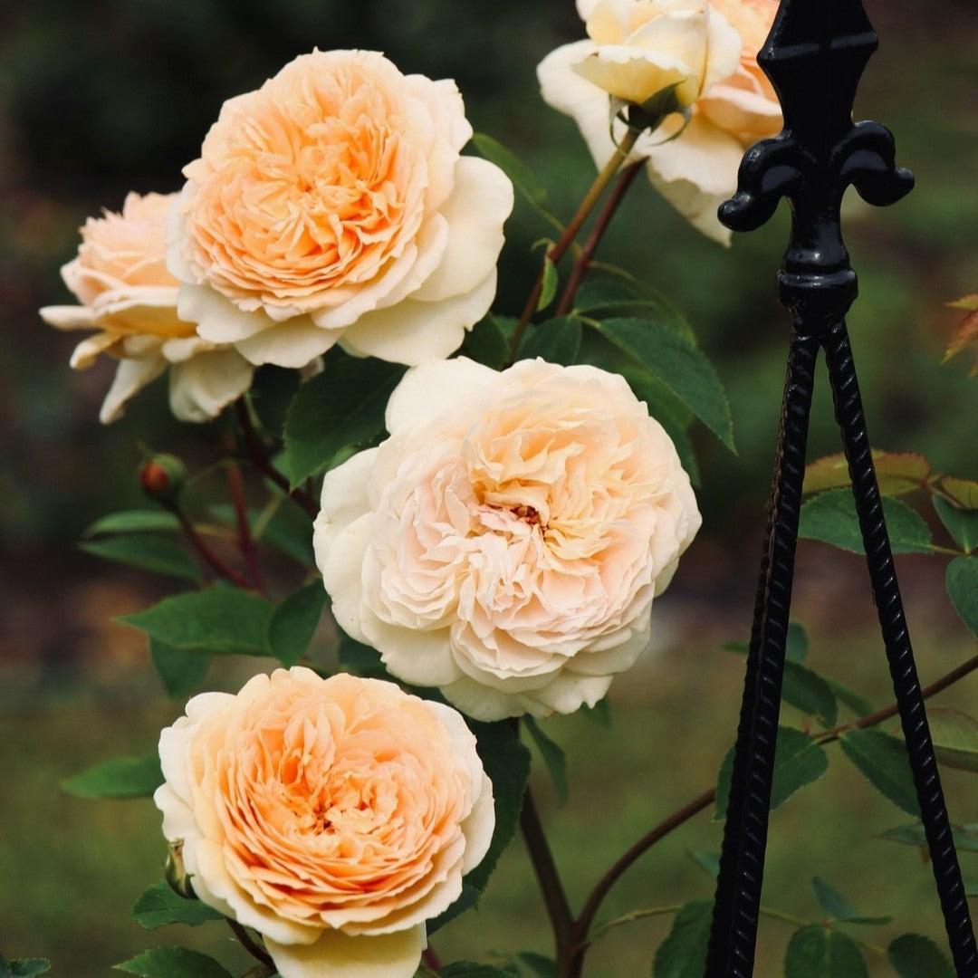 David Austin® Bathsheba® Potted Rose Bush