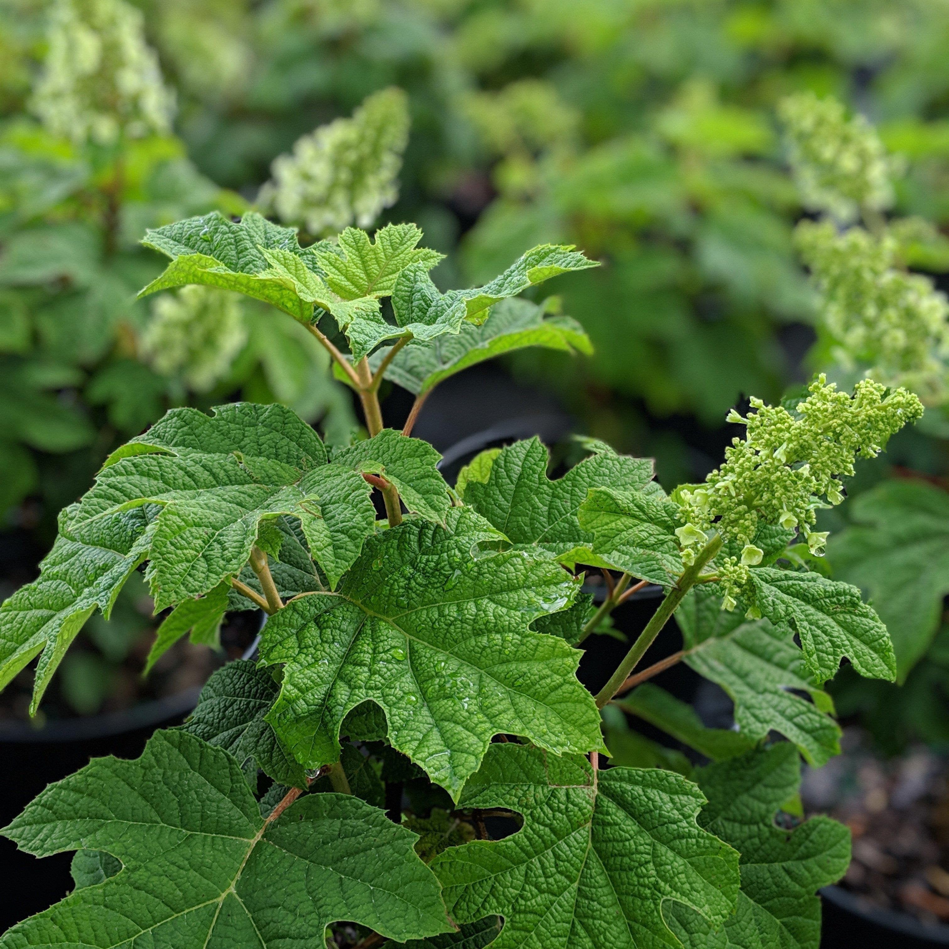 Hydrangea Ruby Slippers Potted Oakleaf Hydrangea Bush