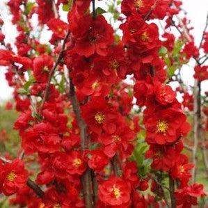 Chaenomeles speciosa 'Scarlet Storm' USPP 20,951 - PW® Double Take™ Scarlet Flowering Quince
