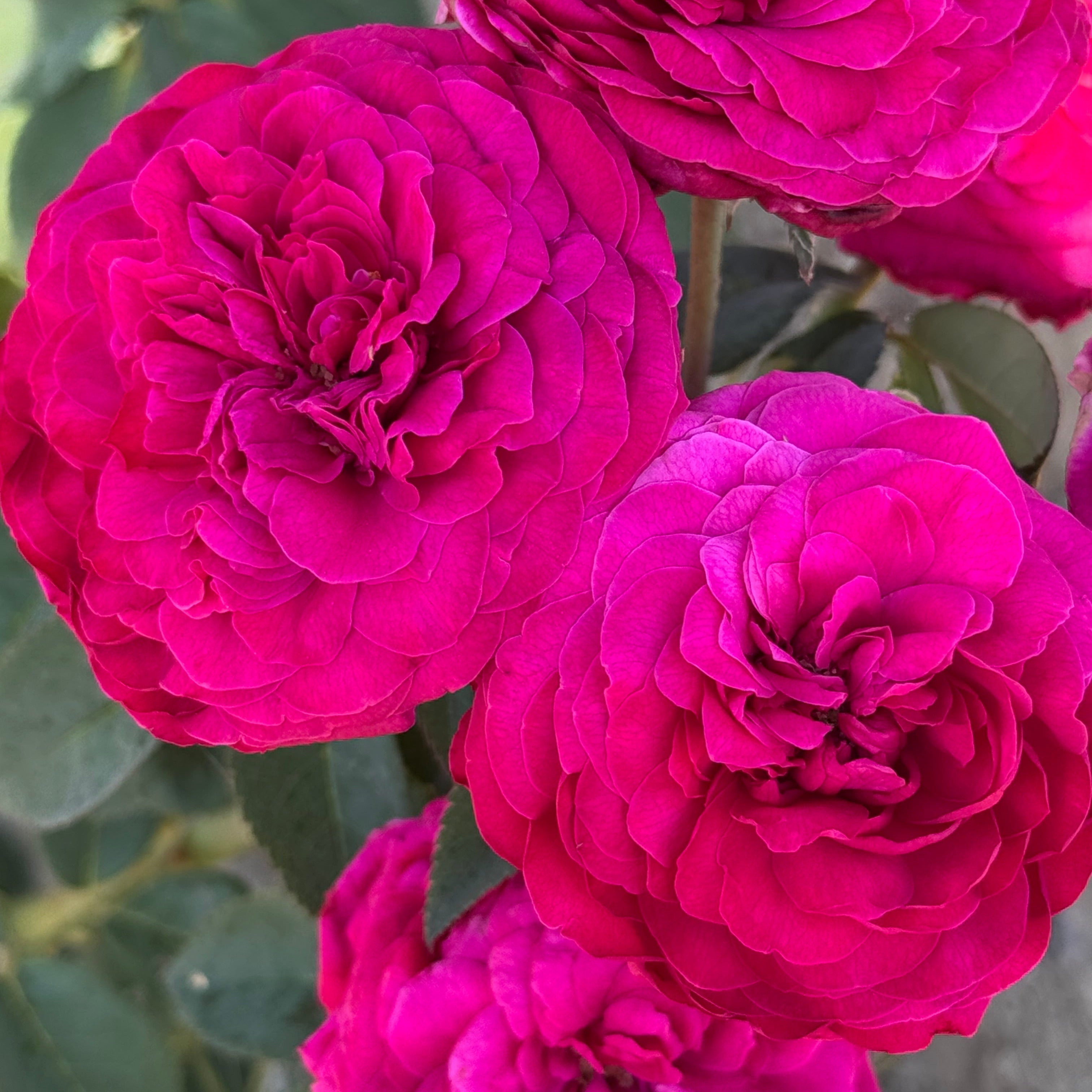 Delphine-Grace™ Bare Root Rose Bush