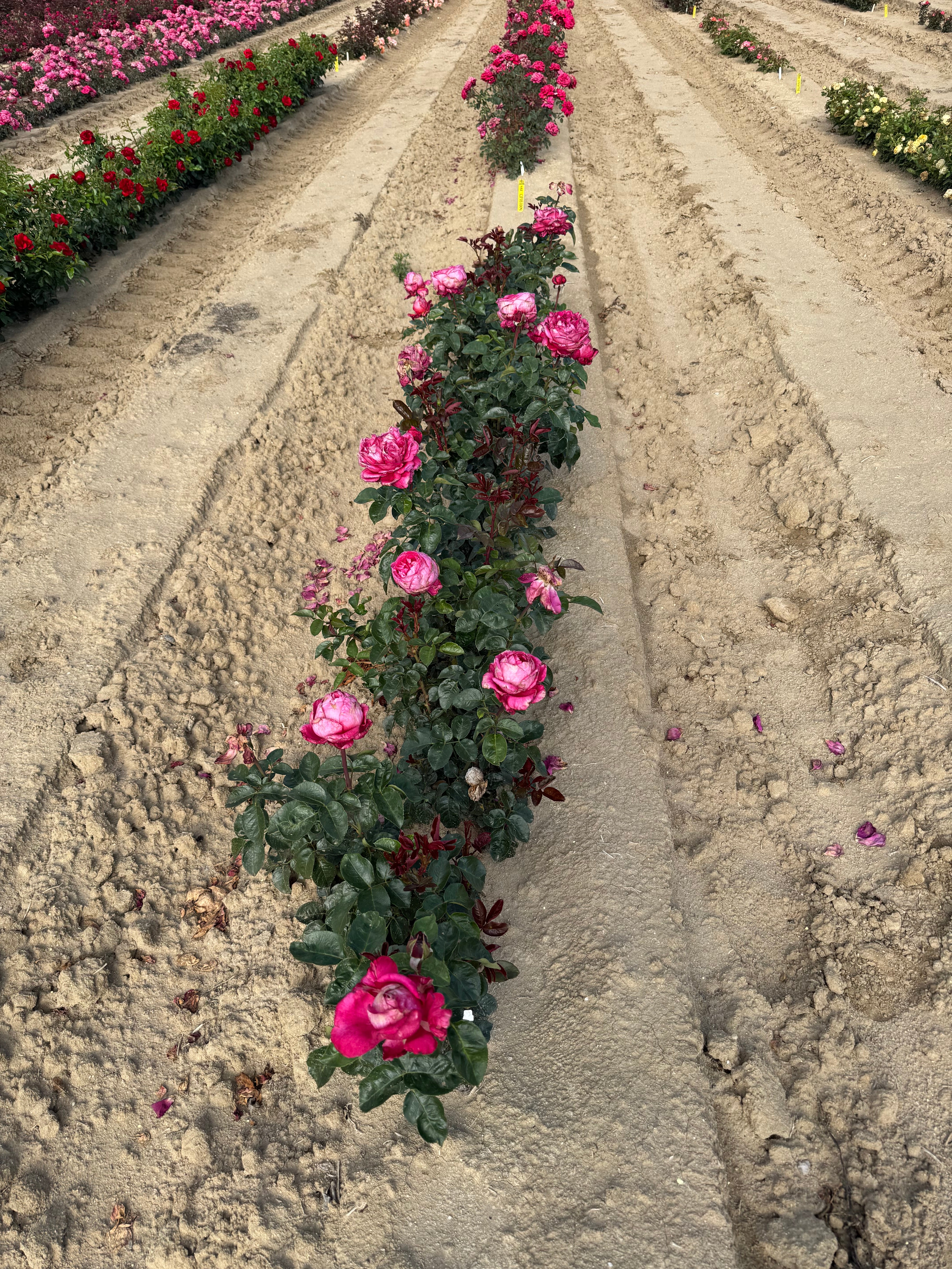 Adélaïde-Grace™ Bare Root Rose Bush