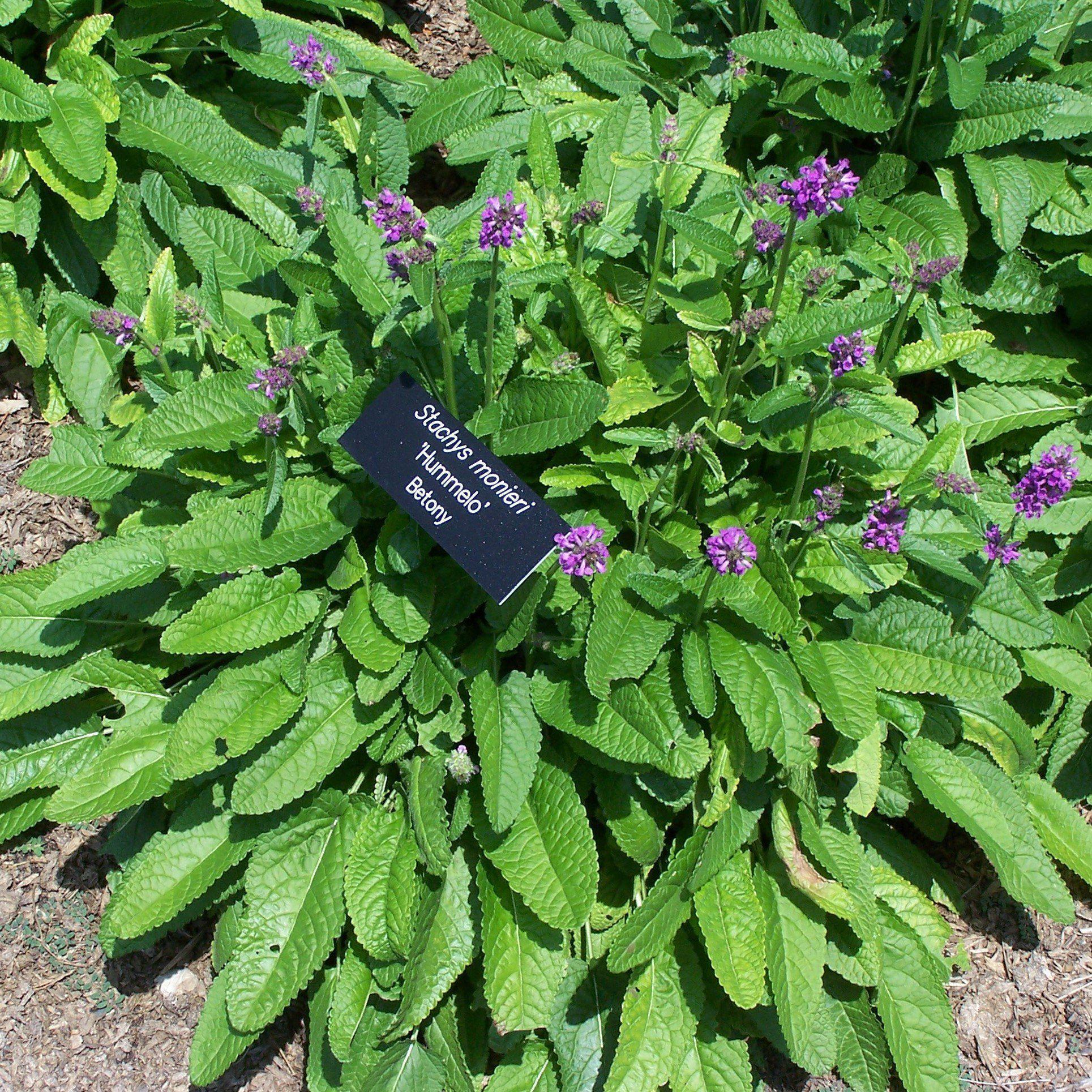 Betony 'Hummelo' Potted Betony Plant