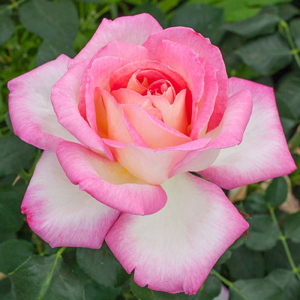 California Dreamin'™ Bare Root Tree Rose