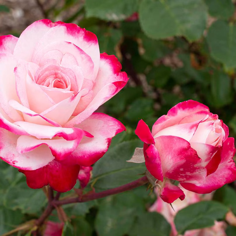 Candy Cane Cocktail™ Bare Root Rose Bush