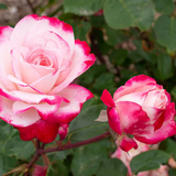 Candy Cane Cocktail™ Bare Root Rose Bush