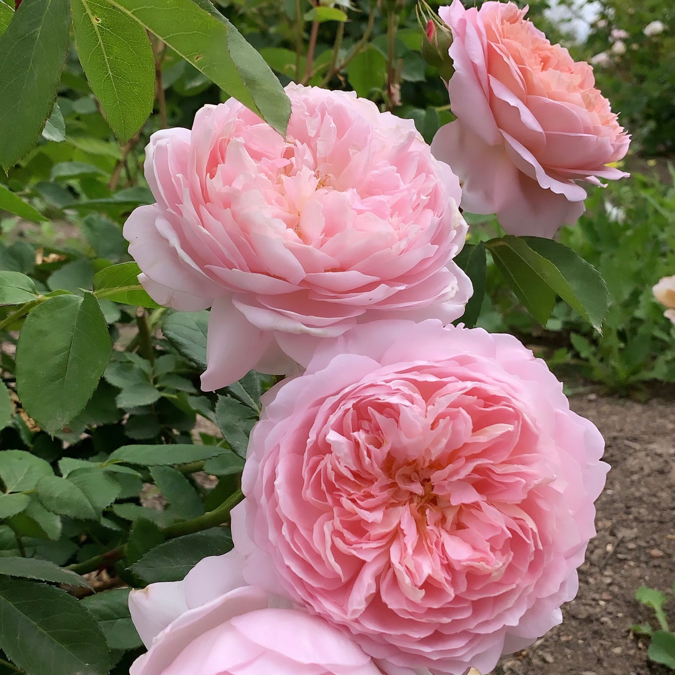 David Austin® Carding Mill® Potted Rose Bush