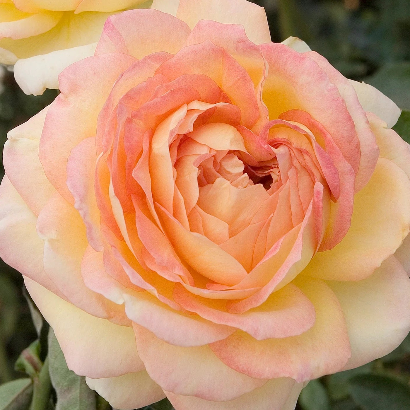 Centennial Star™ Bare Root Rose Bush