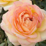 Close-up of a pink and yellow rose with a blurred green background