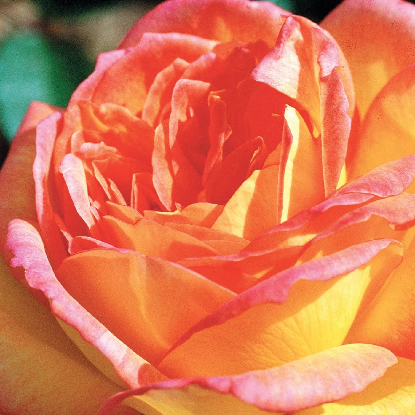 Centennial Star™ Bare Root Rose Bush