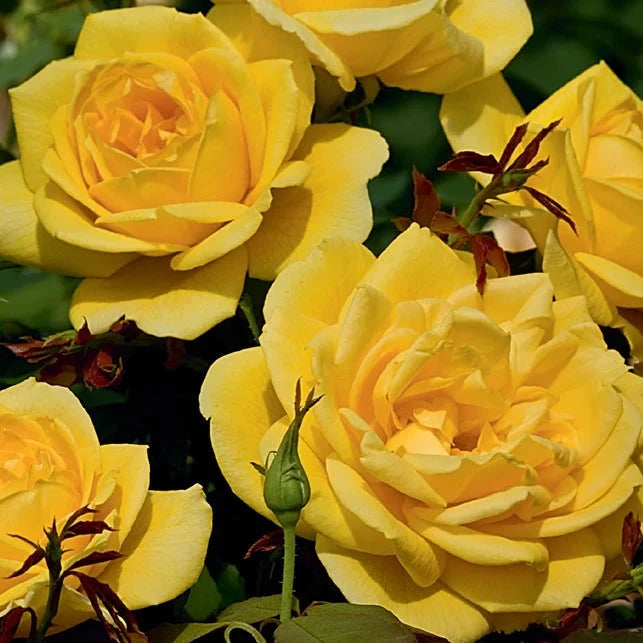 Ch-Ching® Potted Rose Bush