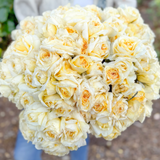 Chantilly Cream® Bare Root Rose Bush