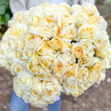 Chantilly Cream® Bare Root Tree Rose