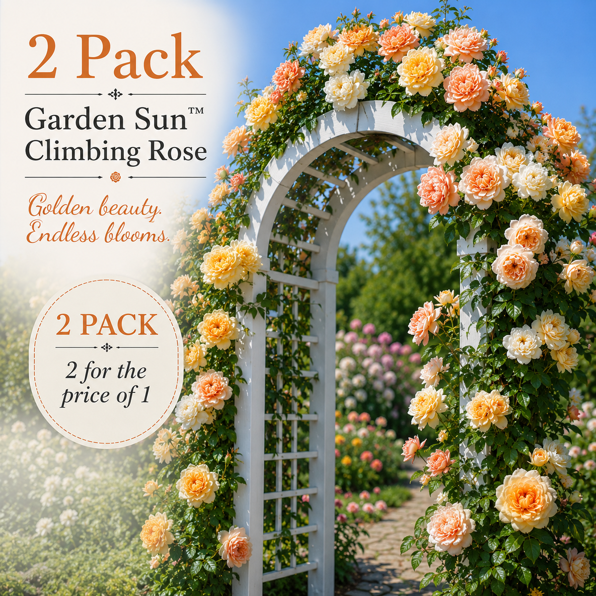 FLASH SALE - 2 Pack Garden Sun™ Potted Climbing Rose