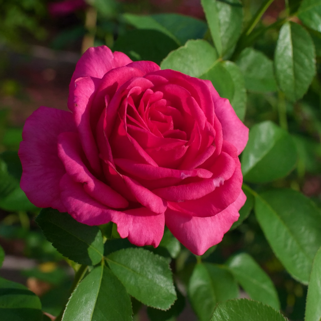 コレクション ROSE GALLNRY Givenchy Potted Rose Bush | Blush Potted Rose Bush | Grace Rose Farm