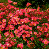 Happy Chappy Potted Rose Bush