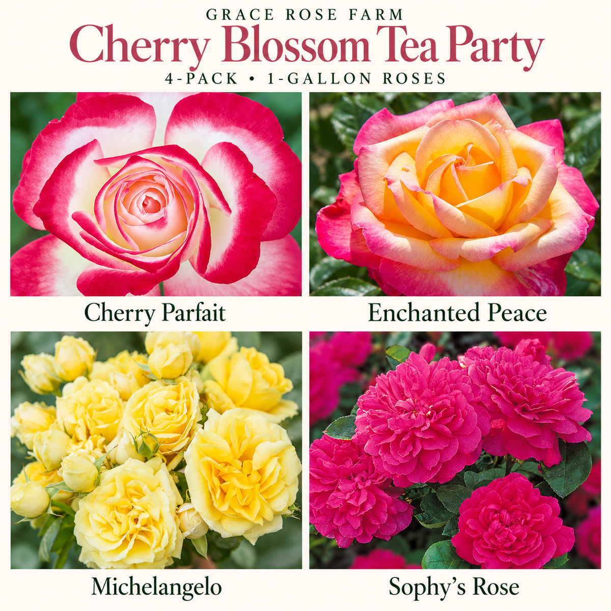 CHERRY BLOSSOM TEA PARTY 4 Pack - Cherry Parfait™, Enchanted Peace™, Michelangelo™ & Sophy's Rose®
