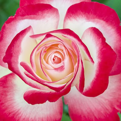 Cherry Parfait™ Potted Tree Rose