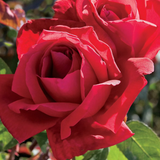 Chrysler Imperial Bare Root Tree Rose