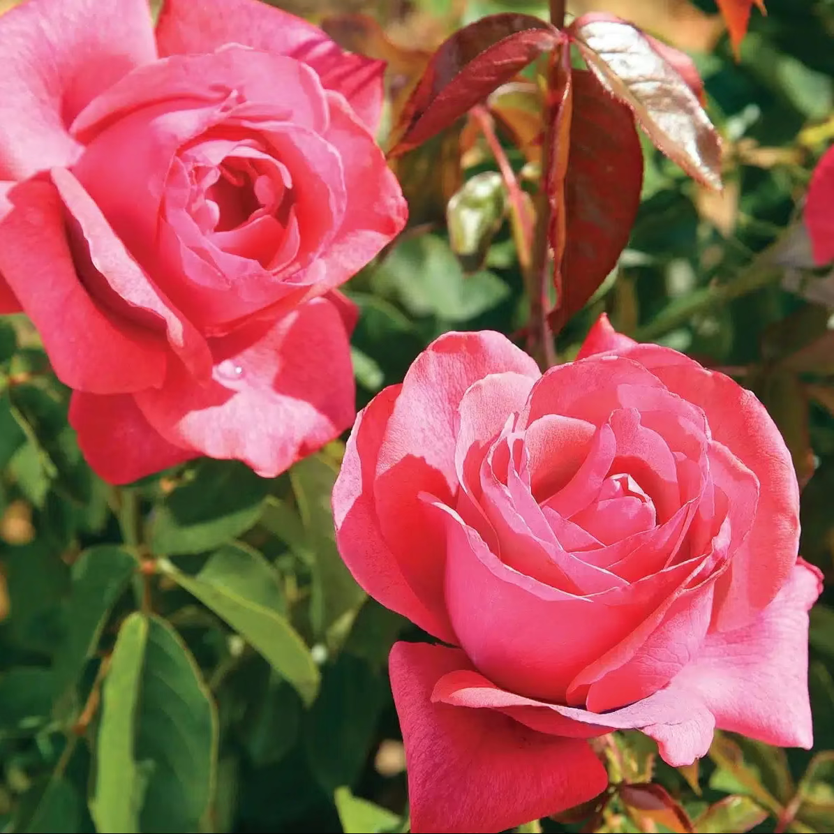 Cinnamon Dolce™ Bare Root Rose Bush
