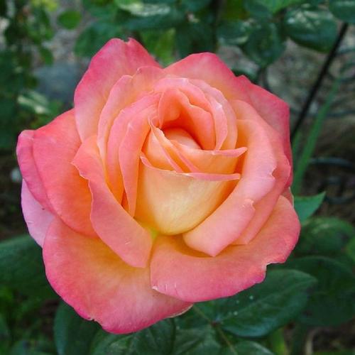 City of Welland Potted Rose Bush