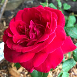 City of Windsor Bare Root Rose Bush