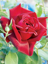 City of Windsor Bare Root Rose Bush