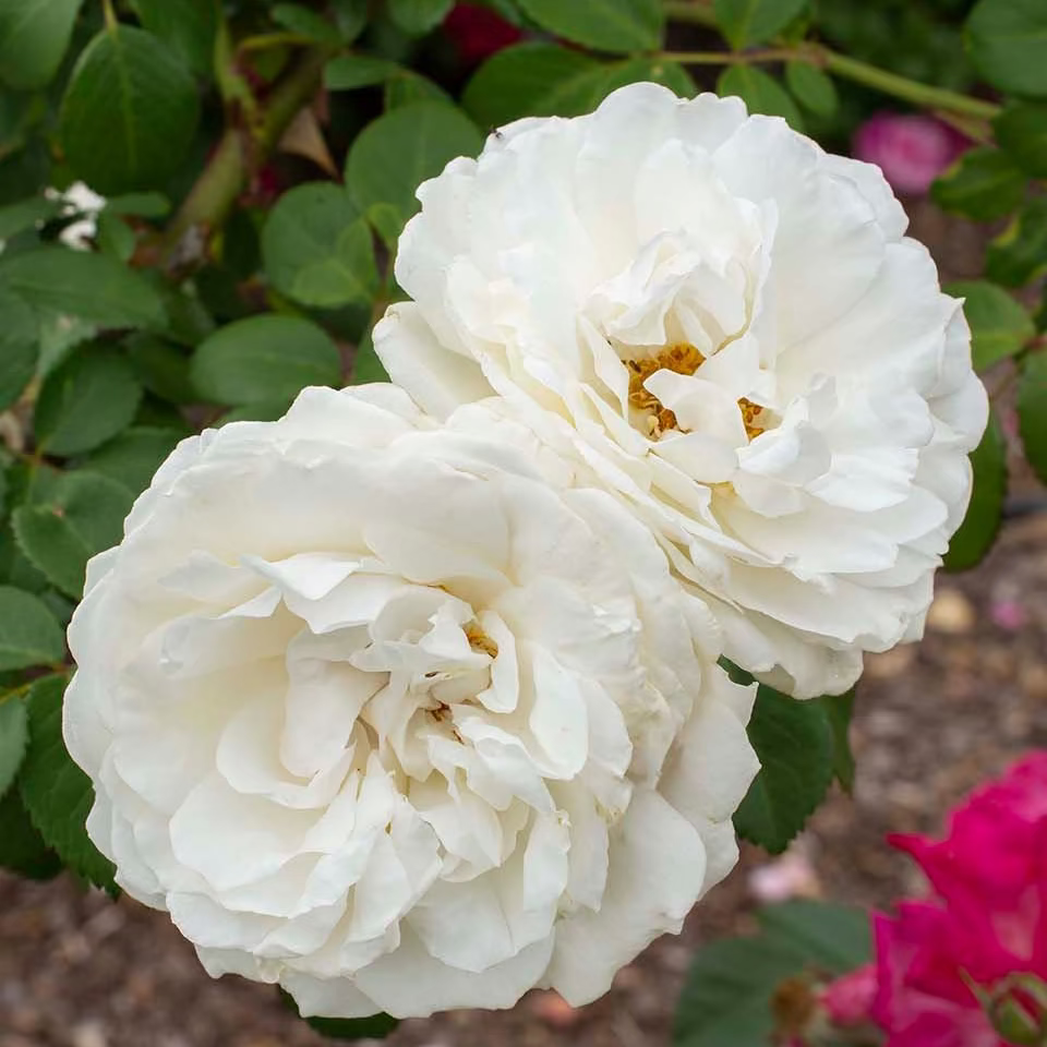 Cloud 10™ Bare Root Climbing Rose