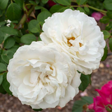 Cloud 10™ Bare Root Climbing Rose