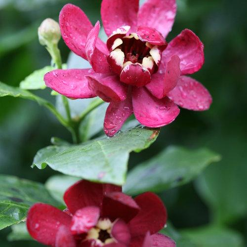 Proven Winners® Sweetshrub 'Aphrodite' Potted Sweetshrub Bush