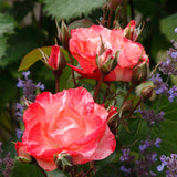 Color Splash™ Bare Root Rose Bush