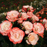 Color Splash™ Bare Root Rose Bush
