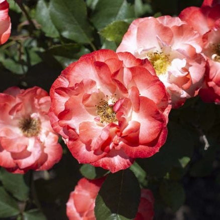 Color Splash™ Bare Root Rose Bush