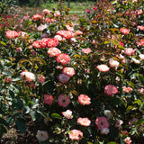 Color Splash™ Bare Root Rose Bush