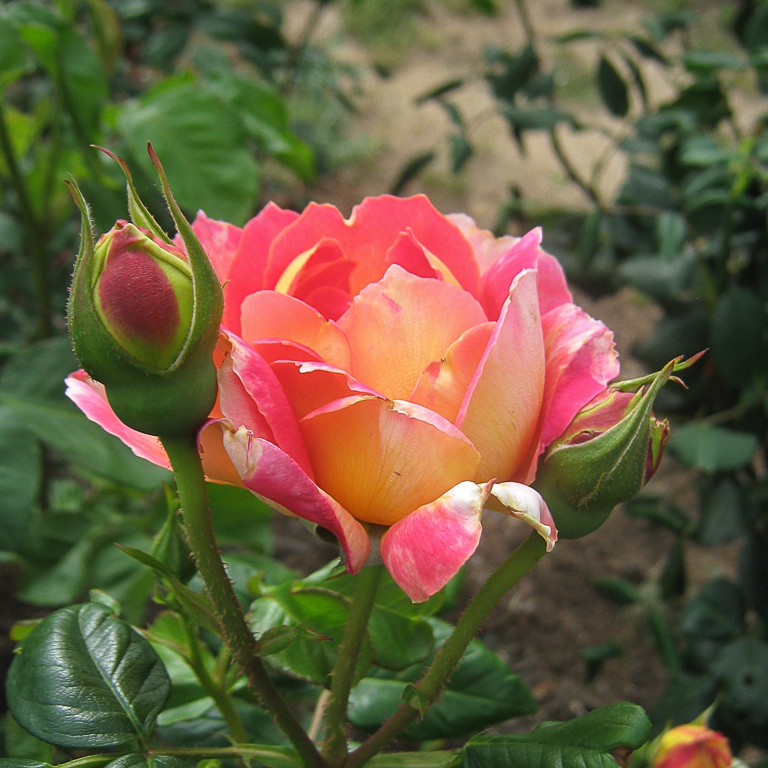 Condessa de Sastago Potted Rose Bush