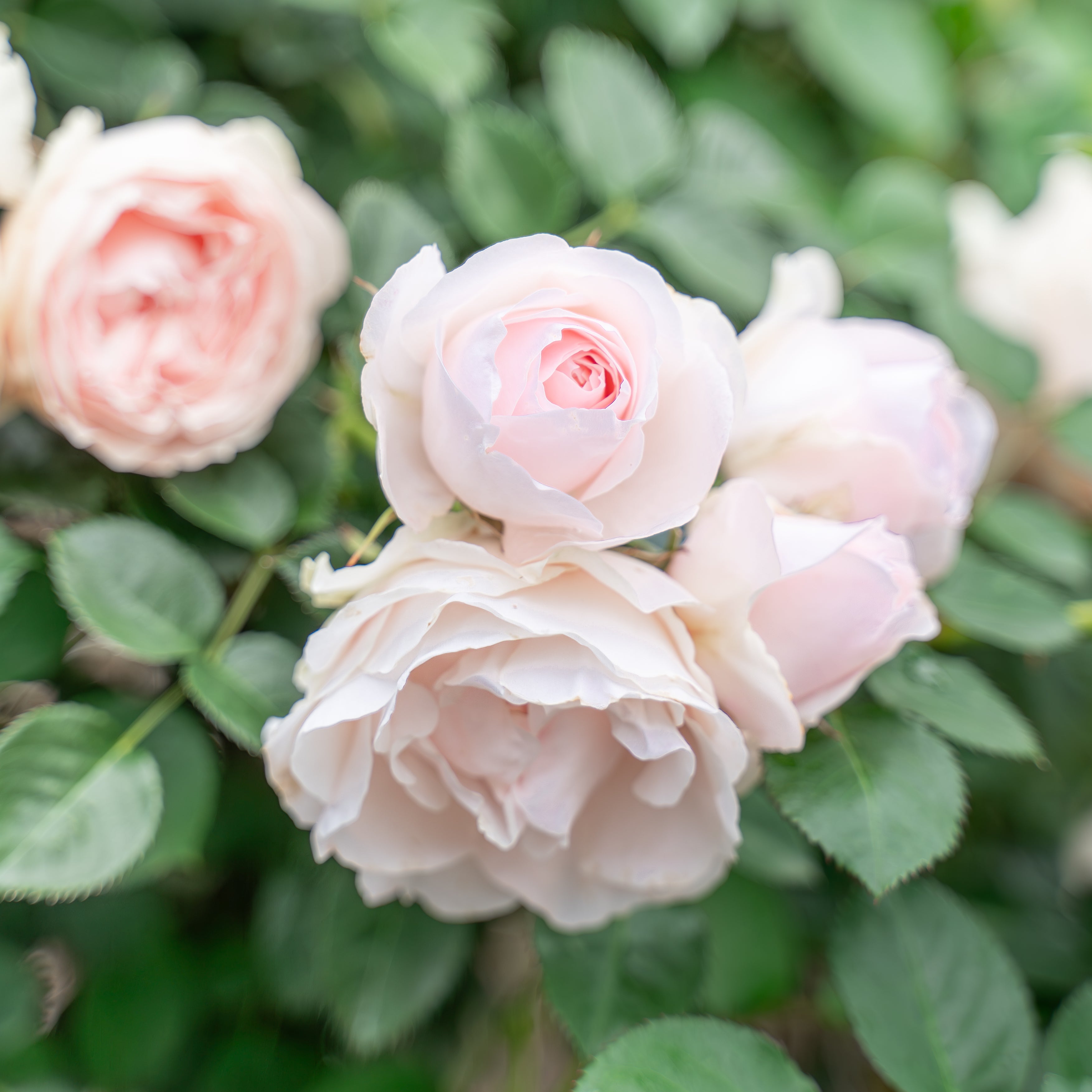 Dylan Rose Potted Rose Bush