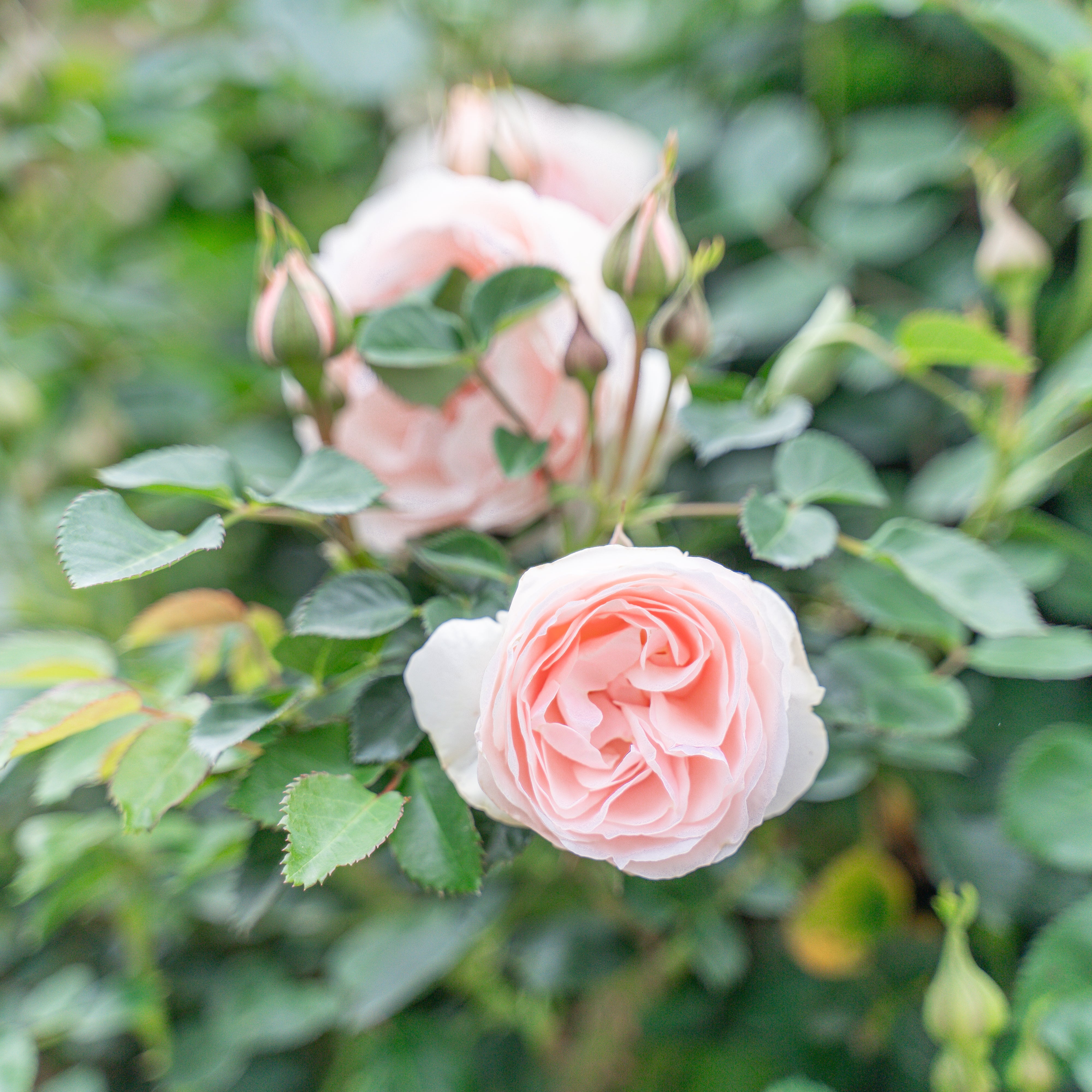 Dylan Rose Potted Rose Bush