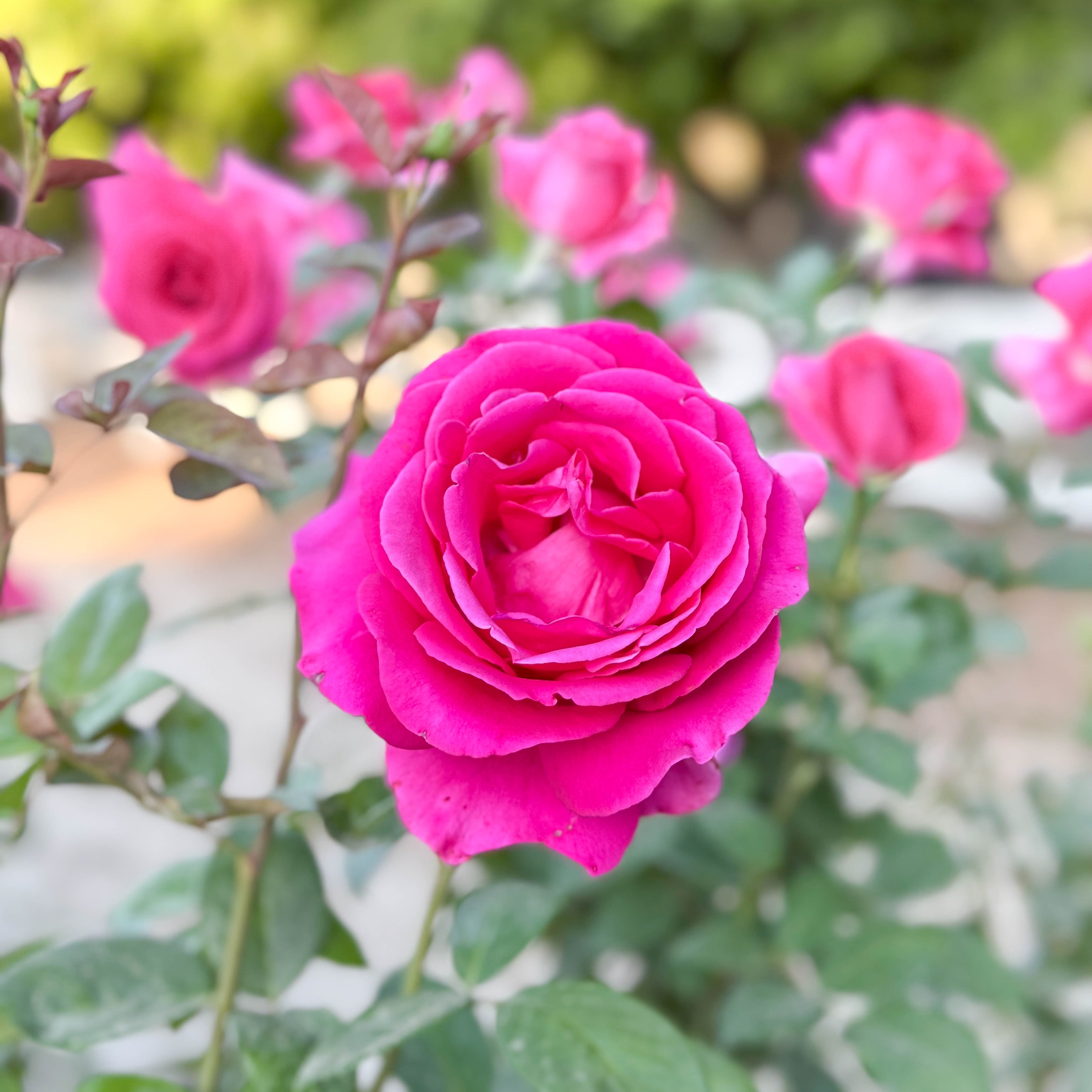 All My Loving™ Potted Rose Bush