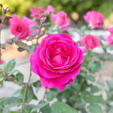 All My Loving™ Bare Root Rose Bush