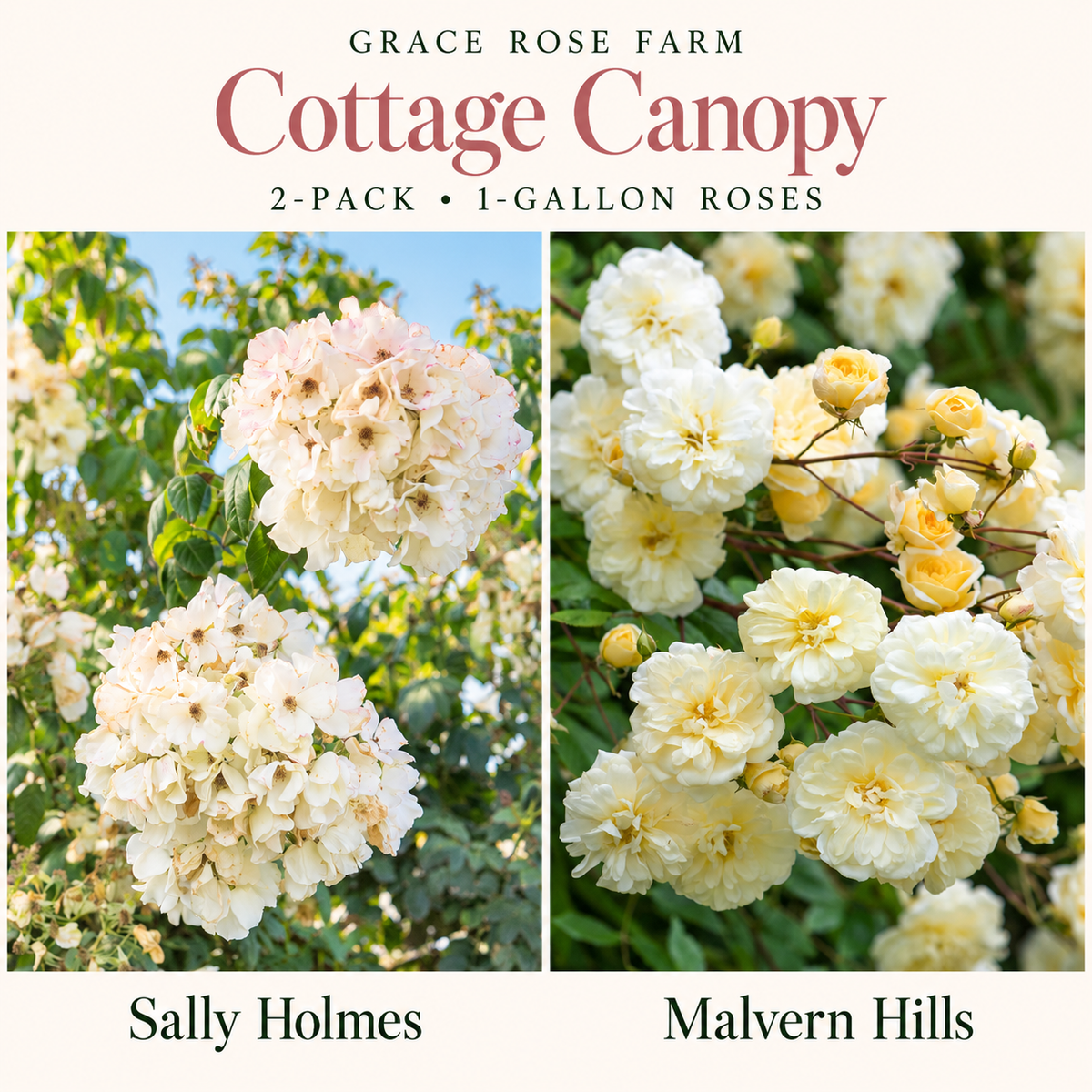 COTTAGE CANOPY 2 Pack - Sally Holmes & Malvern Hills®