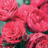 Crimson Sky™ Potted Climbing Rose