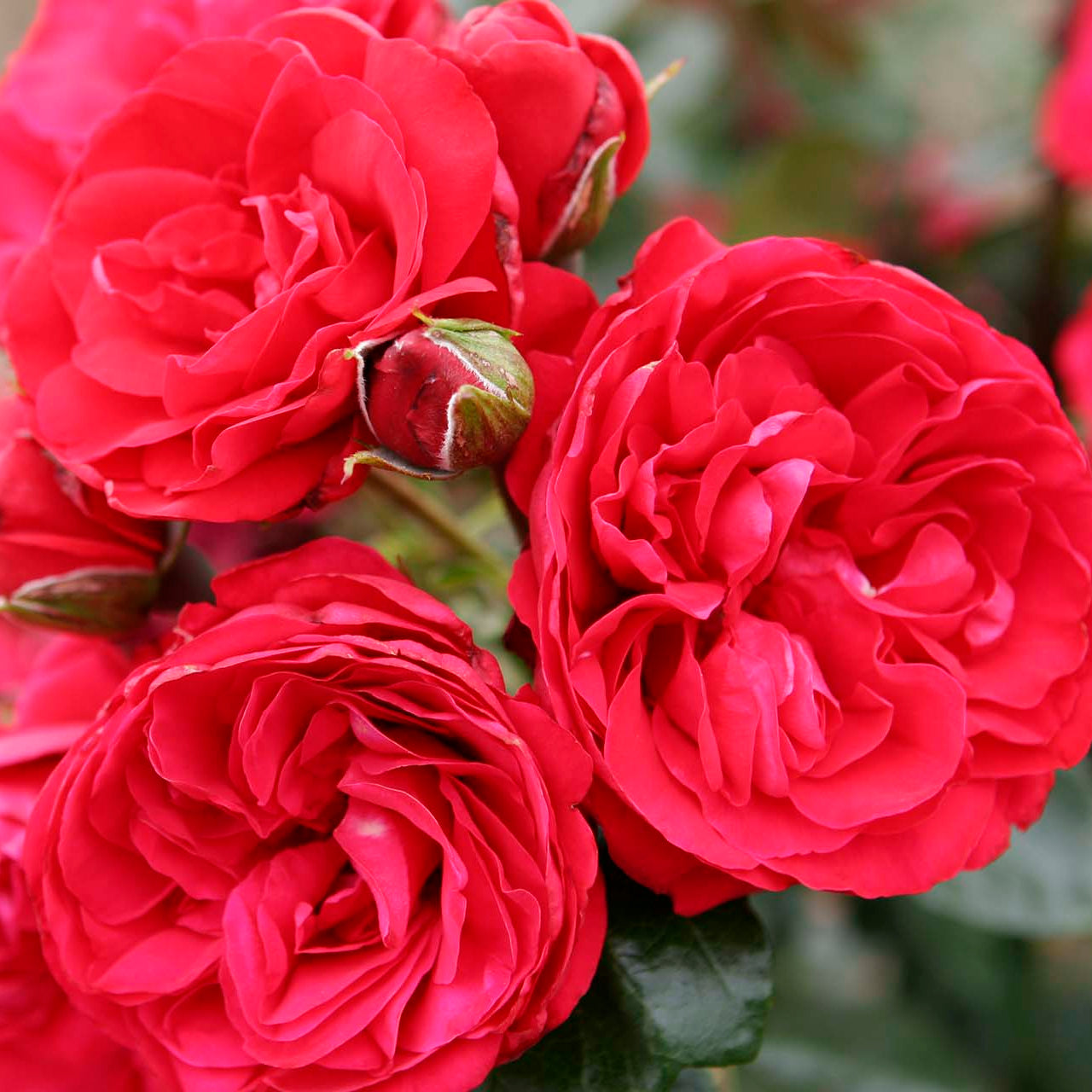 Crimson Sky™ Bare Root Climbing Rose