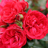 Crimson Sky™ Potted Climbing Rose