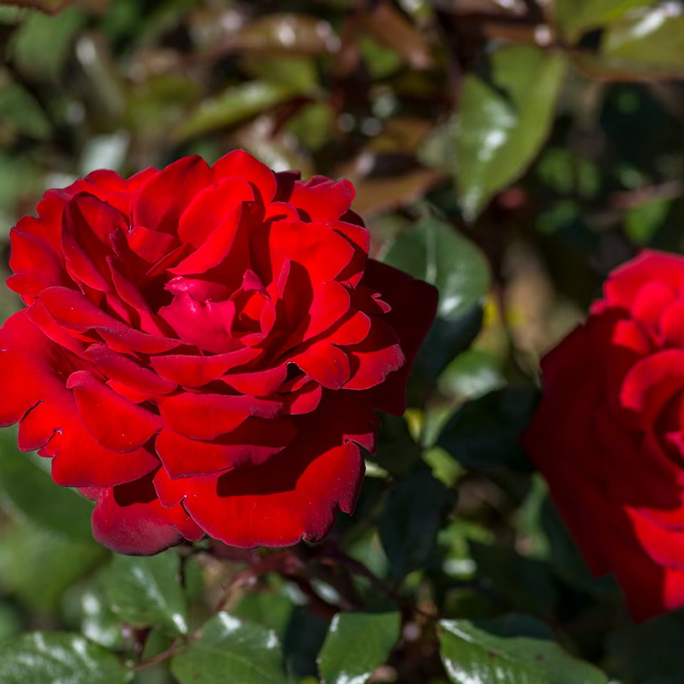 Crimson Bouquet™ Bare Root Rose Bush
